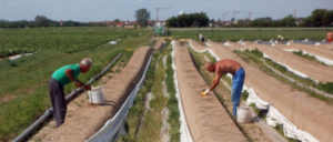 Es gibt auch Gewinner der Hitzewelle, wie zum Beispiel Spargel in Thüringen. (Foto: gemeinfrei)