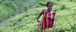 Der Selbstdarstellung der Gates-Stiftung zufolge haben alle was zu lachen: Die Stifter ebenso wie die Landfrau in Uganda. (Foto: vimeo)