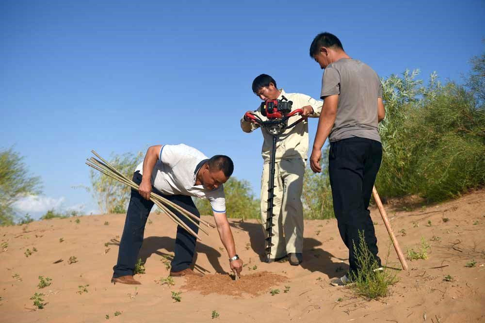 Wald statt Wüste – China setzt auf Aufforstung gegen den Klimawandel.