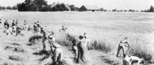 Arbeitsmarktpolitik für das Kapital in Nazi-Deutschland: Ernteeinsatz des Reichsarbeitsdienstes in Ostpreußen (Foto: Bundesarchiv, Bild 146–1987-085–19/CC-BY-SA 3.0)