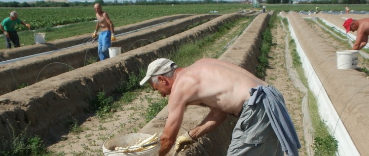 Spargelstecher bei Hockenheim, Gemarkung Reilingen (Foto: [url=https://commons.wikimedia.org/wiki/File:20120511Spargelernte6.jpg]AnRo0002[/url])