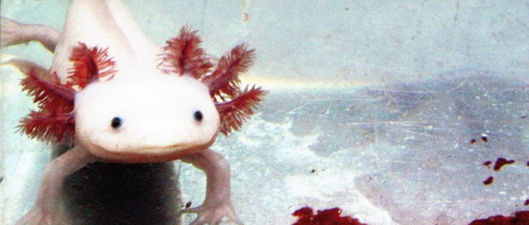 Damit wir wissen, wovon die Rede ist: ein Querzahnmolch. (Foto: [url=https://commons.wikimedia.org/wiki/File:Albinoaxolotl2.jpg]Orizatriz[/url])