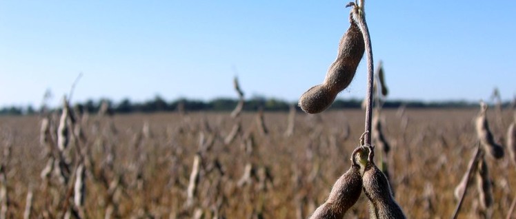 Soja für Vieh statt Lebensmittel für Menschen – Landwirtschaft in Argentinien (Foto: [url=https://www.flickr.com/photos/amicor/3748184220/in/photostream/]Javier[/url])