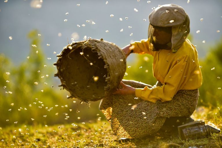 HONEYLAND pressefoto 01 - Mehr als ein Ökomärchen - Film - Film