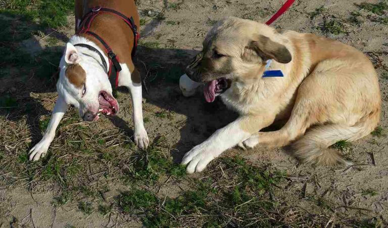 12 11 Koeter - Der beißende Hund im Stadtpark - UZ-PLUS - UZ-PLUS