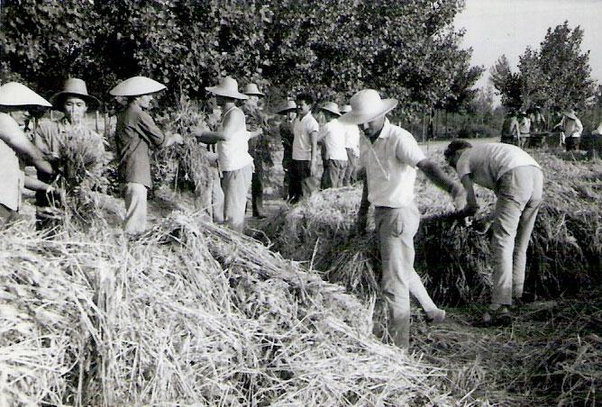 12 13 Ahfaz farmers1 - Die Wahrheit in den Tatsachen suchen - KPCh, Kulturrevolution, Mao, Marxismus-Leninismus, VR China - Hintergrund