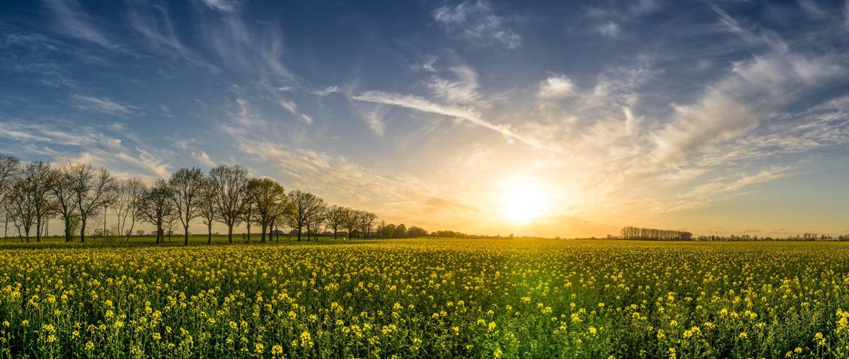 490201 oilseed rape 2135026 - Blühende Ungleichheit - Aufstiegschancen, Blühende Landschaften, Eliten, Kapitalismus, Niedriglohn, Ostdeutschland - Wirtschaft & Soziales