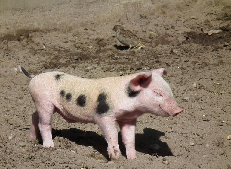 5116 1280px Einmal strecken buntes Bentheimer Landschwein Ferkel 2011 - Bravo - Vermischtes - Vermischtes