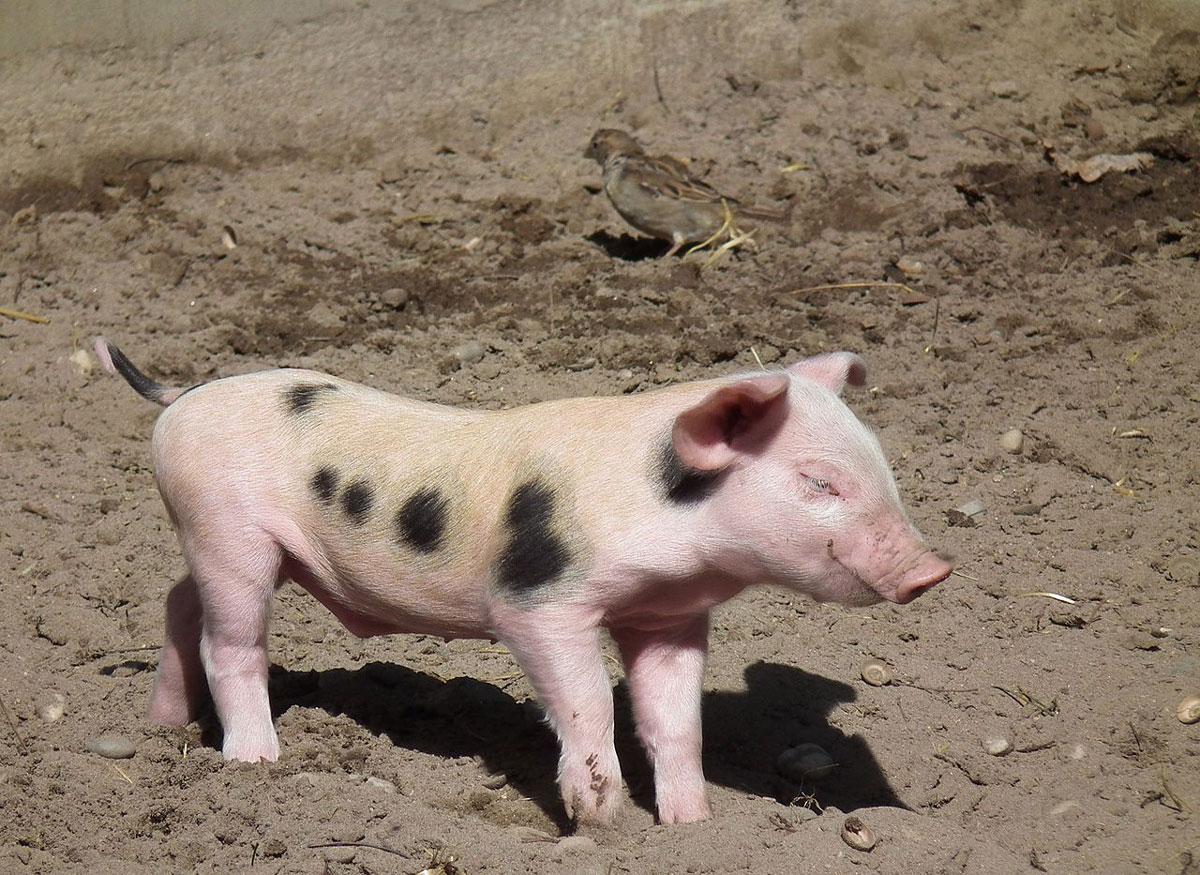 5116 1280px Einmal strecken buntes Bentheimer Landschwein Ferkel 2011 - Bravo - Fußball, Karl Rehnagel, Kolumne oder so, Vermischtes - Vermischtes