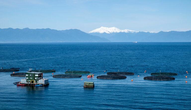 130702 chile - Stinkender Fisch - Chile - Chile