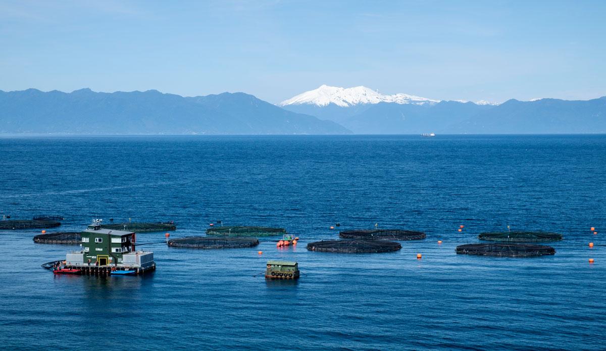 130702 chile - Stinkender Fisch - Chile, Fischzucht - Internationales