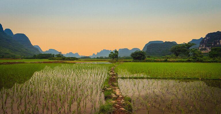 Vietnam Rice Fields 196497531 - Die Ära der Erneuerung - Vietnam - Vietnam