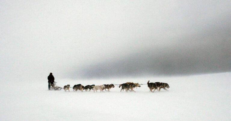 020901 Schlitten heller - Nur Hundeschlitten - Donald Trump, Grönland, Mette Frederiksen - Internationales