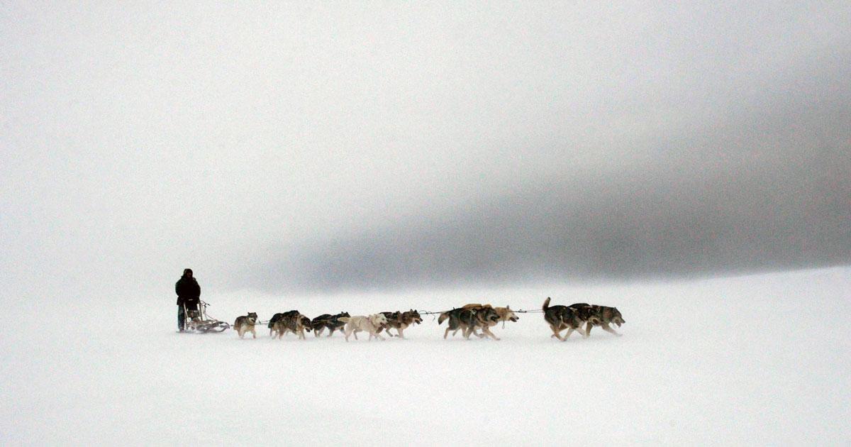 020901 Schlitten heller - Nur Hundeschlitten - UZ vom 9. Januar 2026 - UZ vom 9. Januar 2026