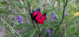 Der Internationale Frauentag ist ein Kampftag für Frieden