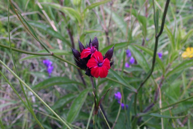 Rote Nelke Alice Chodura - Der Internationale Frauentag ist ein Kampftag für Frieden - 8. März, Frauenrechte, Imperialismus, Internationaler Frauentag - Blog, Aktion